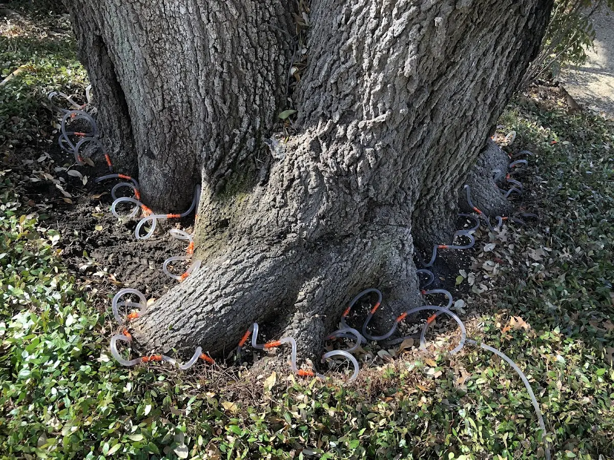 Detailed Tree Cabling and Bracing job site in Whitehall