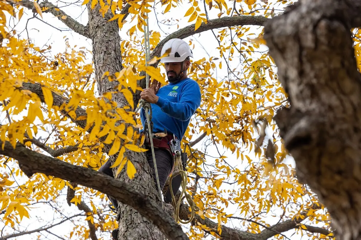 Skilled Tree Planing crew working in Whitehall